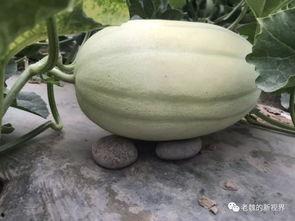 去哪里找最新吃瓜视频,一网打尽！