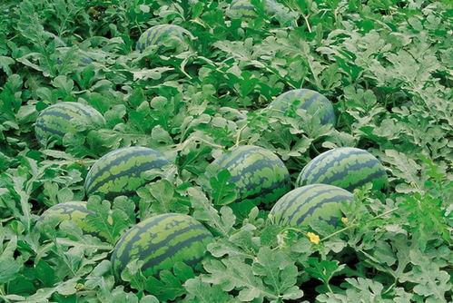 这个季节吃茄瓜好吗视频